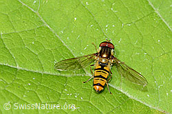 Hainschwebfliege (Episyrphus balteatus) (26.06.2022, C229702)