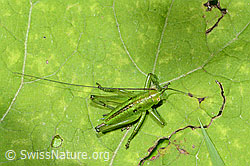 Grünes Heupferd (Tettigonia viridissima) (26.06.2022, C229706)