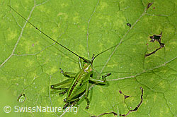 Tettigonia viridissima (C229708)