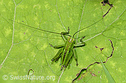 Grünes Heupferd (Tettigonia viridissima) (26.06.2022, C229709)
