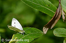 Kleiner Kohlweissling (Pieris rapae) (26.06.2022, C229727)
