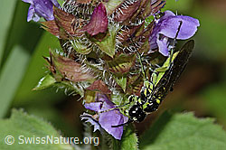 Grünschwarze Blattwespe (Tenthredo mesomela) an Gemeiner Brunelle (Prunella vulgaris) (C229730) Grünschwarze Blattwespe (Tenthredo mesomela) an Gemeiner Brunelle (Prunella vulgaris) (C229730)