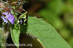 Grünschwarze Blattwespe (Tenthredo mesomela) an Gemeiner Brunelle (Prunella vulgaris) (C229732) Grünschwarze Blattwespe (Tenthredo mesomela) an Gemeiner Brunelle (Prunella vulgaris) (C229732)