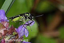 Gemeine Brunelle (Prunella vulgaris)