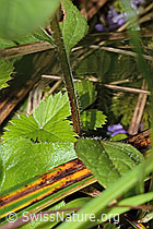 Gemeine Brunelle (Prunella vulgaris) (C229741) Gemeine Brunelle (Prunella vulgaris) (C229741)