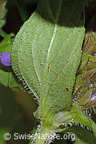 Gemeine Brunelle (Prunella vulgaris) (C229745) Gemeine Brunelle (Prunella vulgaris) (C229745)