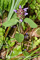 Gemeine Brunelle (Prunella vulgaris) (C229746) Gemeine Brunelle (Prunella vulgaris) (C229746)