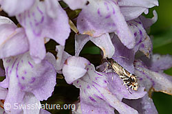 Glyphipterix simpliciella auf Fuchs Glyphipterix simpliciella auf Fuchs