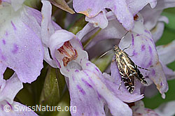 Glyphipterix simpliciella auf Fuchs Glyphipterix simpliciella auf Fuchs
