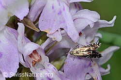Glyphipterix simpliciella auf Fuchs Glyphipterix simpliciella auf Fuchs