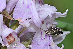 Glyphipterix simpliciella auf Fuchs Glyphipterix simpliciella auf Fuchs