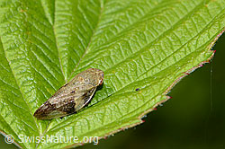 Erlenschaumzikade (Aphrophora alni) (C229810) Erlenschaumzikade (Aphrophora alni) (C229810)