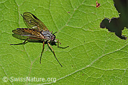 Photo: Rhagio scolopaceus