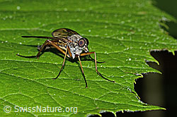 Photo: Rhagio scolopaceus