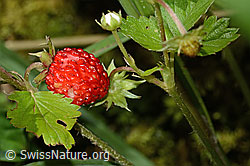 Wald-Erdbeere (Fragaria vesca) (26.06.2022, C229835)