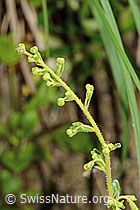 Safrangelber Steinbrech (Saxifraga mutata) (C229866) Safrangelber Steinbrech (Saxifraga mutata) (C229866)