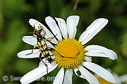 Gefleckter Schmalbock (Rutpela maculata) auf Gewöhnlicher Wiesen-Margerite (Leucanthemum vulgare) (C229875)