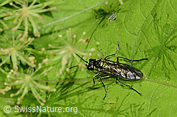 Grünschwarze Blattwespe (Tenthredo mesomela) (C229889) Grünschwarze Blattwespe (Tenthredo mesomela) (C229889)