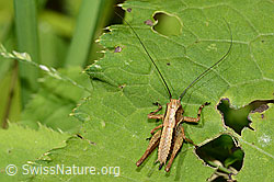 Pholidoptera griseoaptera (C229895)