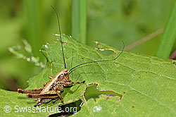 Gewöhnliche Strauchschrecke (Pholidoptera griseoaptera) (26.06.2022, C229896)