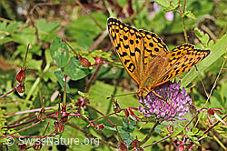 Rot-Klee (Trifolium pratense)