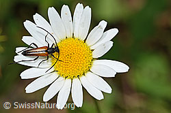 Kleiner Schmalbock (Stenurella melanura) auf Gewöhnliche Wiesen-Margerite (Leucanthemum vulgare). (C229917) Kleiner Schmalbock (Stenurella melanura) auf Gewöhnliche Wiesen-Margerite (Leucanthemum vulgare). (C229917)