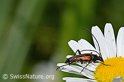 Kleiner Schmalbock (Stenurella melanura) auf Gewöhnliche Wiesen-Margerite (Leucanthemum vulgare) (C229920) Kleiner Schmalbock (Stenurella melanura) auf Gewöhnliche Wiesen-Margerite (Leucanthemum vulgare) (C229920)