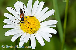Kleiner Schmalbock (Stenurella melanura) auf Gewöhnliche Wiesen-Margerite (Leucanthemum vulgare) (C229930) Kleiner Schmalbock (Stenurella melanura) auf Gewöhnliche Wiesen-Margerite (Leucanthemum vulgare) (C229930)