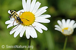 Gefleckter Schmalbock (Rutpela maculata) auf Gewöhnlicher Wiesen-Margerite (Leucanthemum vulgare) (C229935)