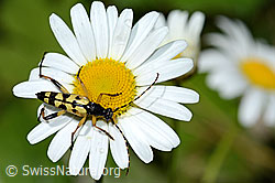 Gefleckter Schmalbock (Rutpela maculata) auf Gewöhnlicher Wiesen-Margerite (Leucanthemum vulgare) (C229936)