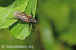 Gewürfelte Tanzfliege (Empis tesselata) (26.06.2022, C229954)