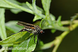 Empis tesselata (C229955)