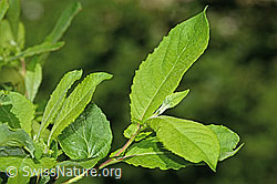 Photo: Salix cinerea