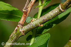 Photo: Salix cinerea