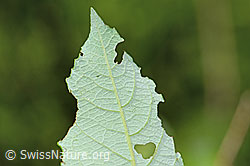 Photo: Salix cinerea