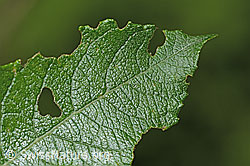 Photo: Salix cinerea