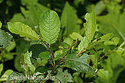 Photo: Salix cinerea