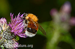 Sumpf-Kratzdistel (Cirsium palustre)