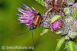 Sumpf-Kratzdistel (Cirsium palustre)