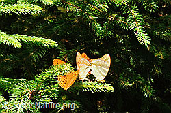 Kaisermantel (Argynnis paphia) (C230869)