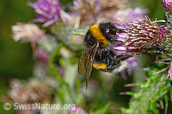 Sumpf-Kratzdistel (Cirsium palustre)