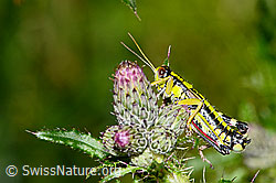 Sumpf-Kratzdistel (Cirsium palustre)