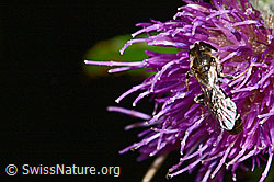 Sumpf-Kratzdistel (Cirsium palustre)