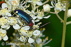 Moor-Geissbart (Filipendula ulmaria)