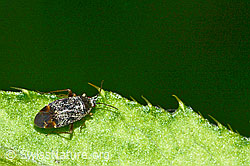 Braunschwarze Nesselweichwanze (Plagiognathus arbustorum) (03.07.2022, C231005)