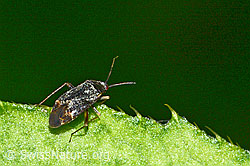 Braunschwarze Nesselweichwanze (Plagiognathus arbustorum) (03.07.2022, C231006)