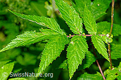 C231075: Moor-Geissbart (Filipendula ulmaria)