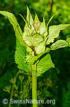 Kohldistel (Cirsium oleraceum) (C231080) Kohldistel (Cirsium oleraceum) (C231080)
