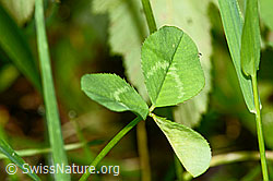 Kriechender Klee (Trifolium repens) (03.07.2022, C231113)