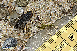 Gemeine Viehbremse (Tabanus bromius) (03.07.2022, C231116)